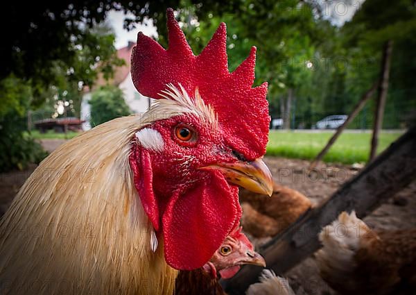 A rooster in a free-range enclosure in Eitting