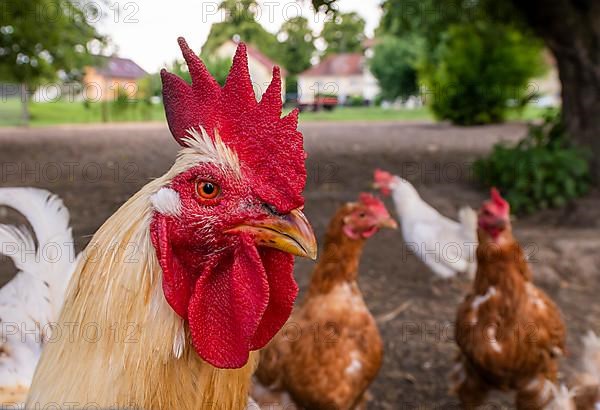 A rooster in a free-range enclosure in Eitting