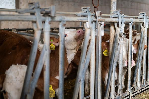 Calves standing in a barn in Eitting