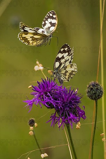 Checkered butterfly