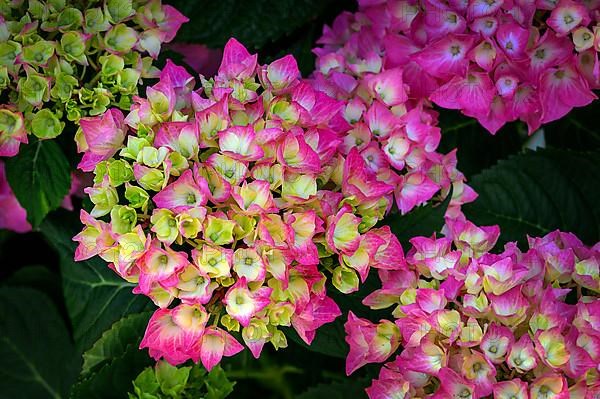 Garden hydrangea