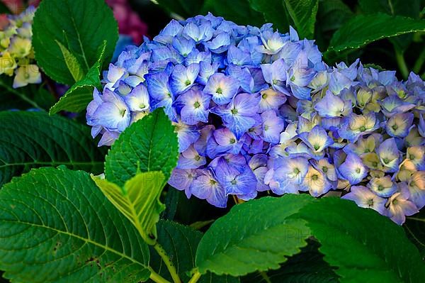 Garden hydrangea