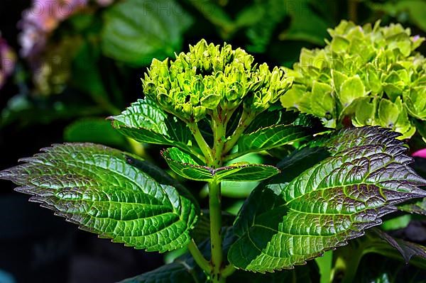 Garden hydrangea