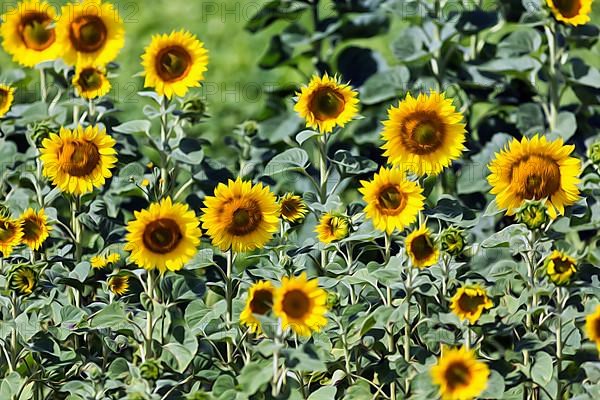 Field of sunflowers