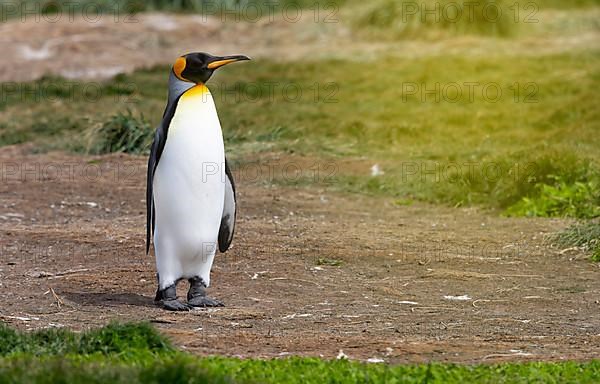 King Penguin