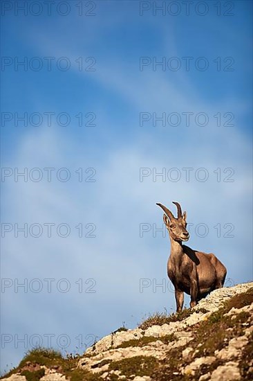 Photo of a goat on a rock with blue sky in the background