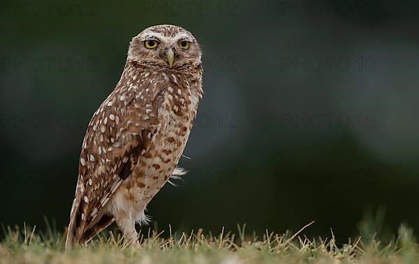 A Great Horned Owl on the ground