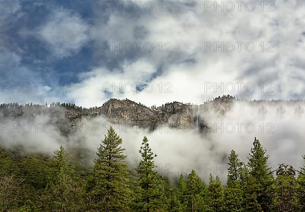 Forest with pine trees surrounded by mist