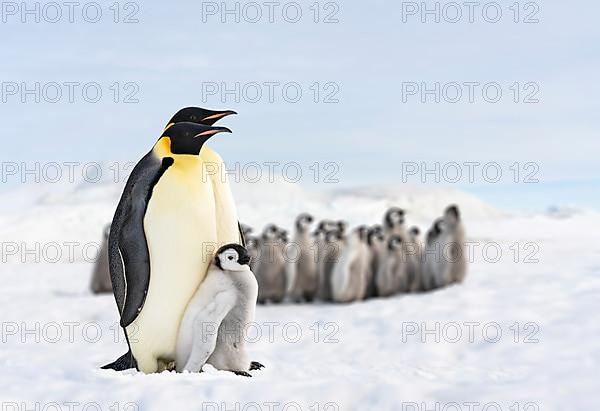 Two penguins and their baby