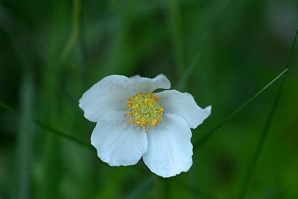 Snowdrop anemone