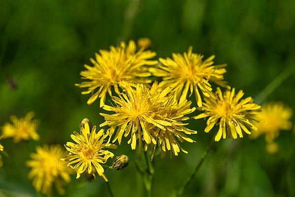 Rough hawksbeard