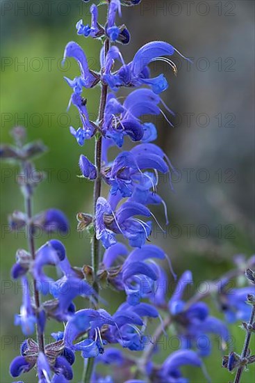 Meadow sage