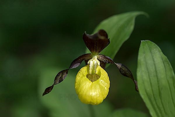 Yellow lady's slipper orchid