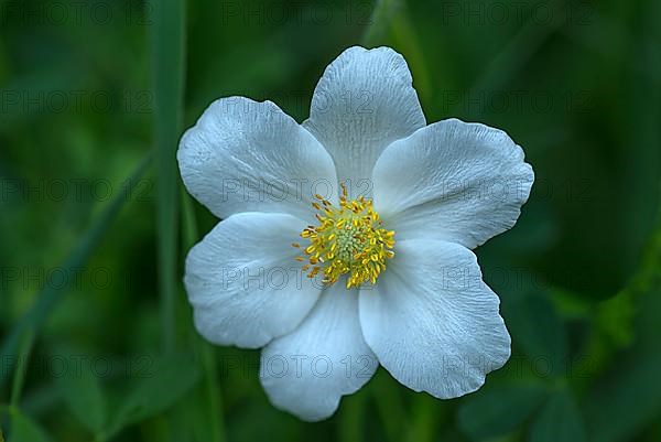 Snowdrop anemone