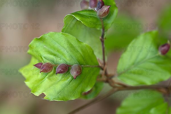 Gall midges