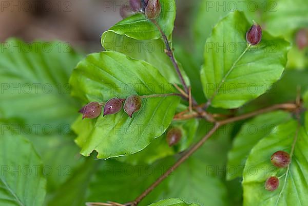 Gall midges