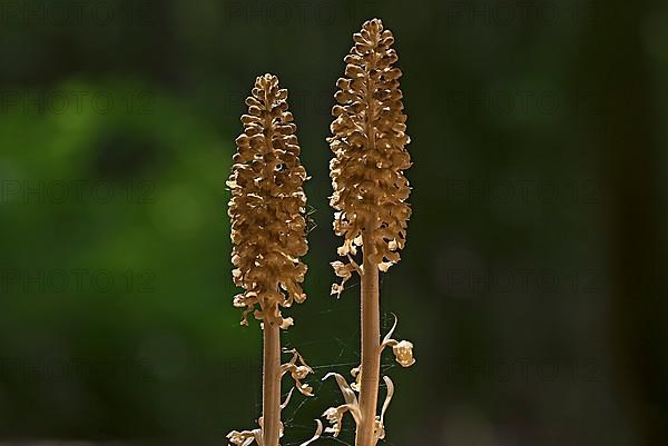 Bird's-nest orchid