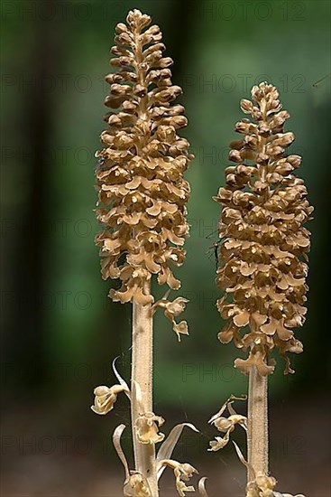 Bird's-nest orchid