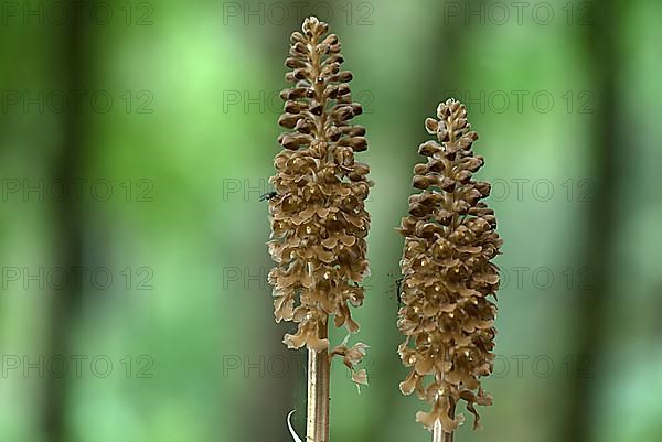 Bird's-nest orchid