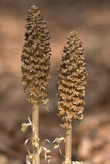 Bird's-nest orchid