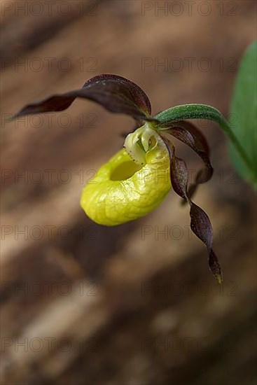 Yellow lady's slipper orchid