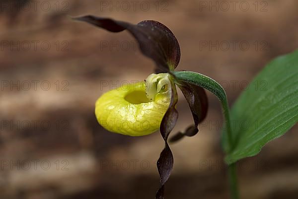 Yellow lady's slipper orchid