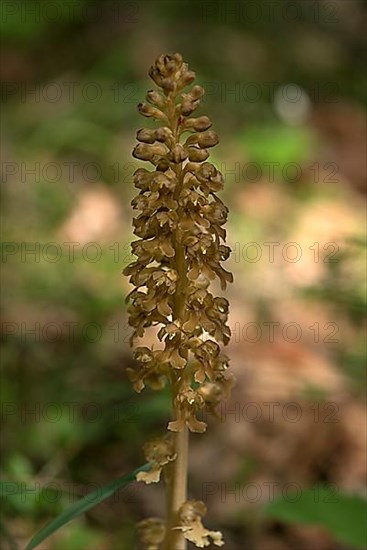 Bird's-nest orchid