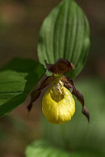 Flowering yellow lady's slipper orchid