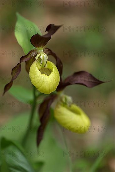 Flowering yellow lady's slipper orchid