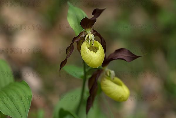 Flowering yellow lady's slipper orchid