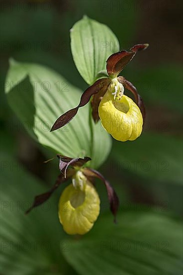 Flowering yellow lady's slipper orchid