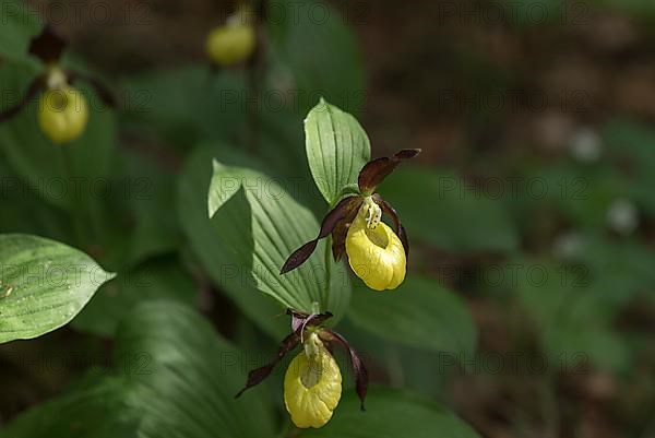 Flowering yellow lady's slipper orchid