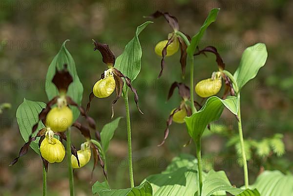 Flowering yellow lady's slipper orchid