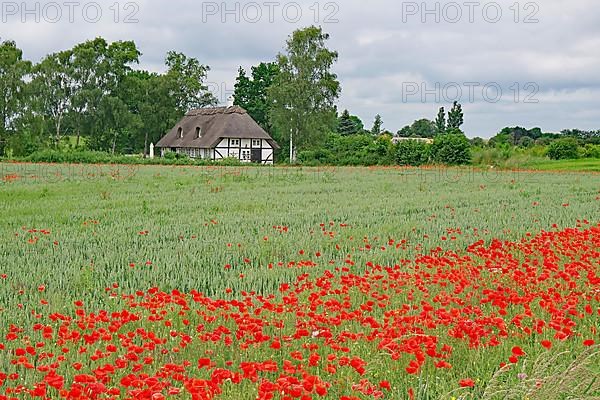 Poppy field and half-timbered house with thatched roof