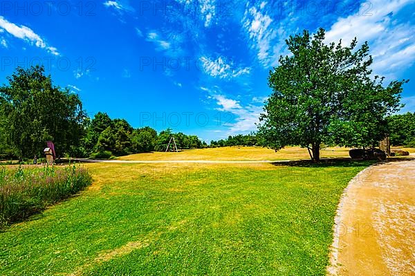 A meadow with isolated trees in summer under a blue sky in the Park der Sinne