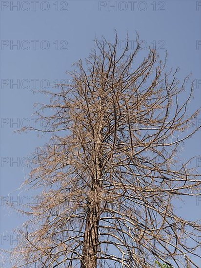 Dead tree