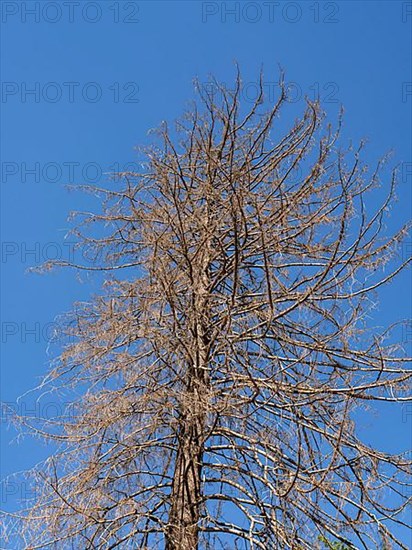 Dead tree