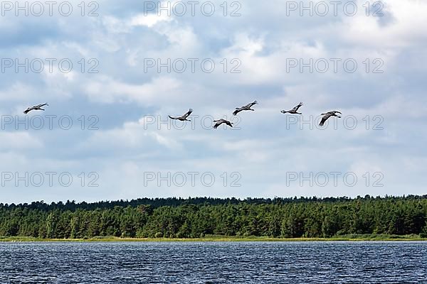 Cranes flying one after the other