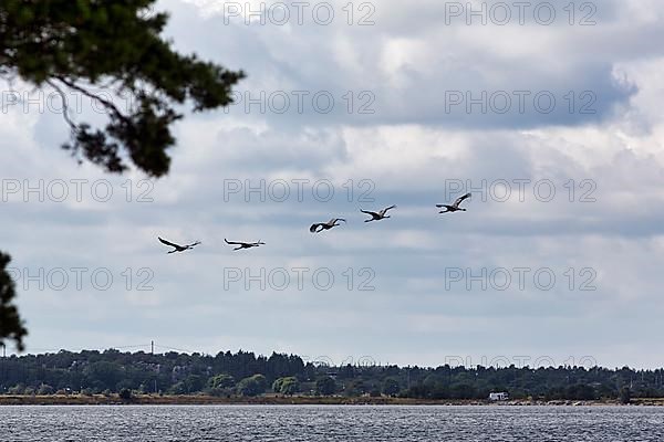 Cranes flying one after the other