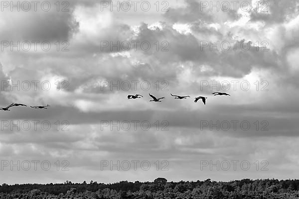 Cranes flying one behind the other