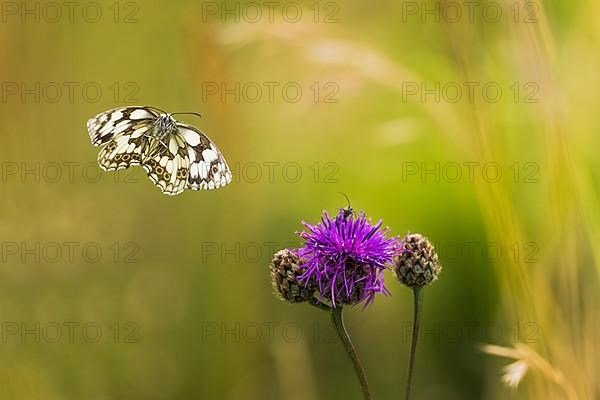 Checkered butterfly