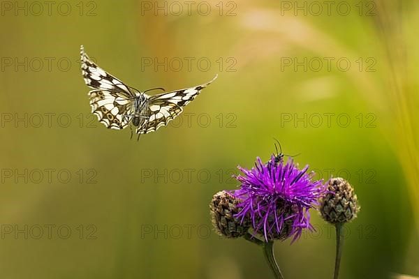 Checkered butterfly