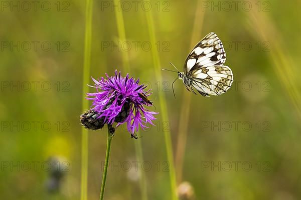 Checkered butterfly