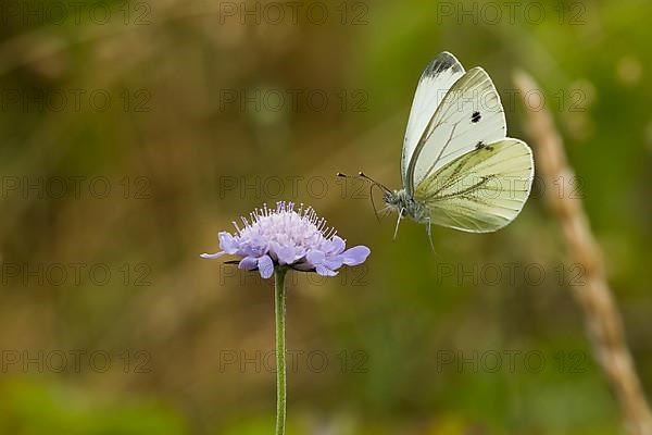 Cabbage butterfly