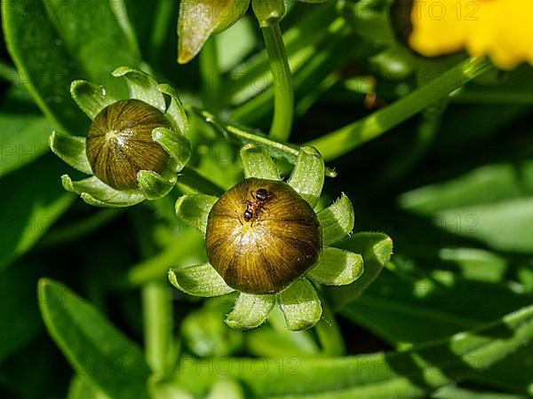 Ant on flower bud