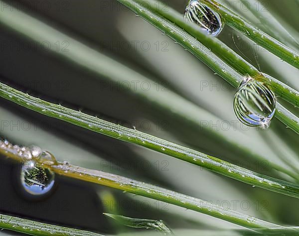 Fir needle with water drop and reflection