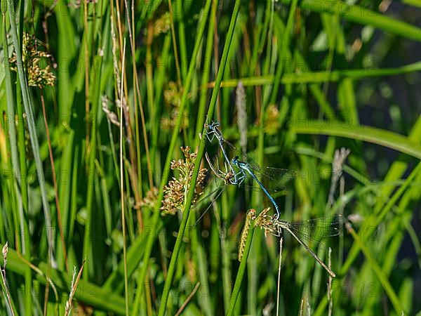 Dragonflies in mating on a branch of grass