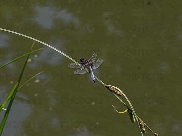 Dragonfly on branch