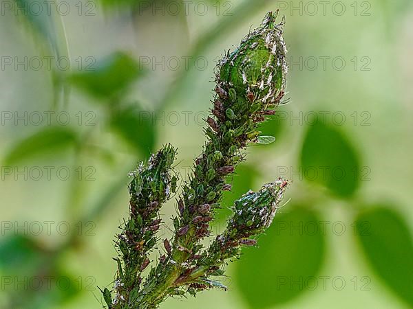 Aphids on rose stem