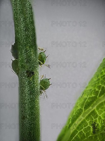 Leaf lice on flower stem